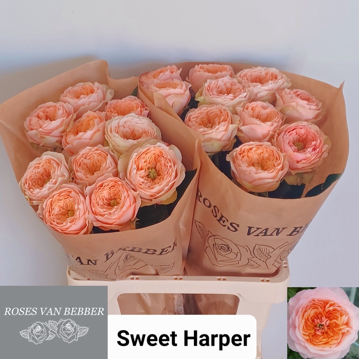 <h4>R GR SWEET HARPER!</h4>