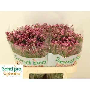 LIM SIN TIFFANY DIAM