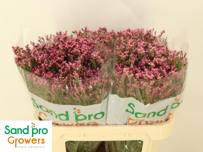 <h4>LIM SIN TIFFANY DIAM</h4>