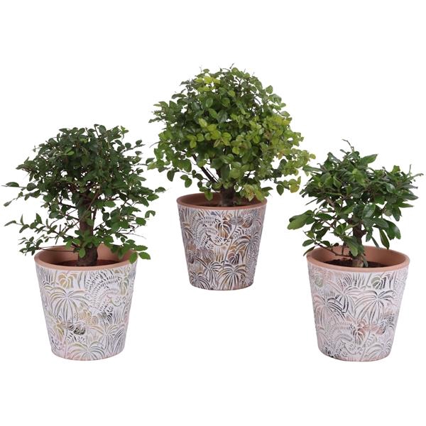 <h4>Bonsai Indoor Mix Ø12cm Ball Shape in Ø14cm Ceramic Pot Jungle</h4>