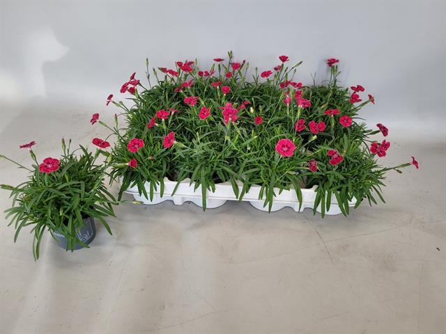 DIANTHUS MINI BERRY RED P7