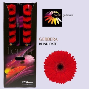 Gerbera aquabox blinddate