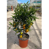 Citrus hystrix