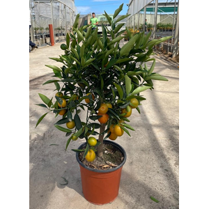 Citrus hystrix