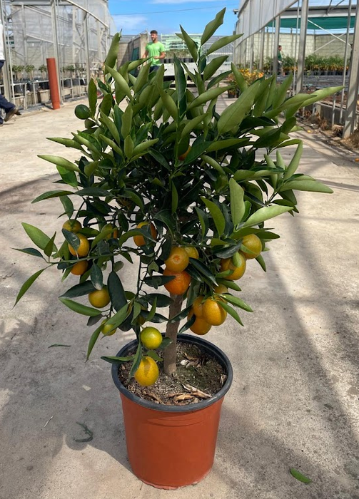 <h4>Citrus hystrix</h4>