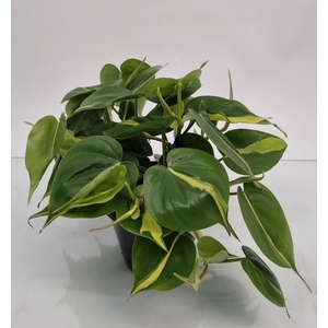 PHIL SCANDENS BRASIL