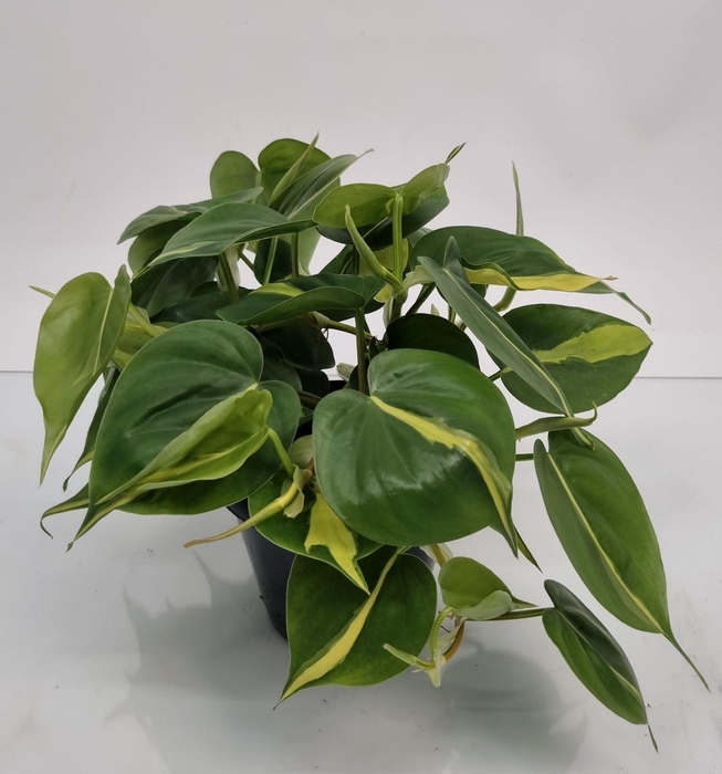 <h4>PHIL SCANDENS BRASIL</h4>