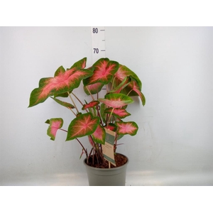 Caladium   ...