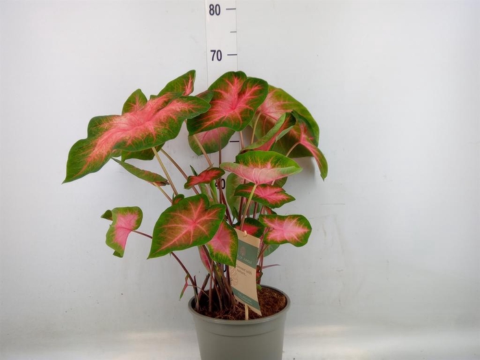 <h4>Caladium   ...</h4>