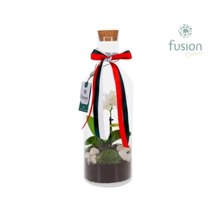 Green Bottle Fles Medium met Phalaenopsis