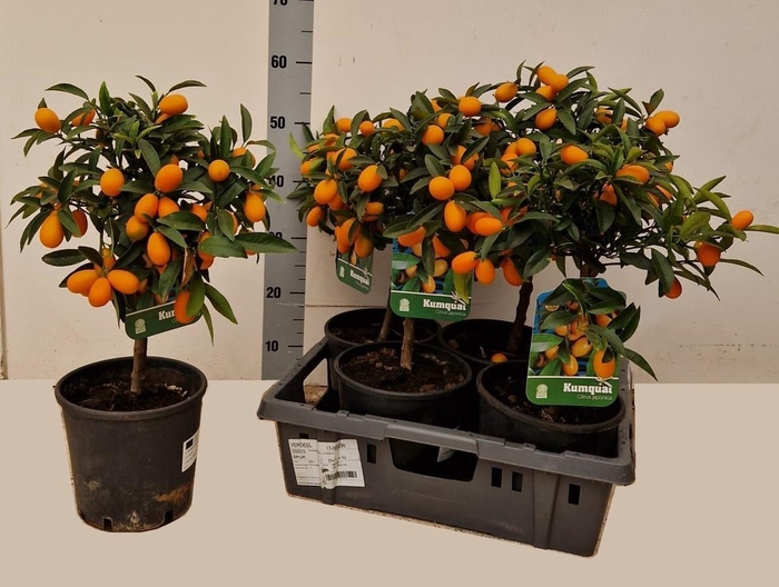 <h4>CITR MARGARITA</h4>