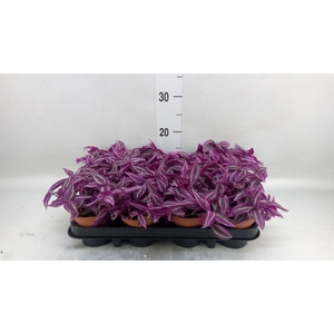 Tradescantia zebr. 'Pink Paradise'