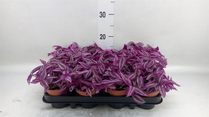 <h4>Tradescantia zebr. 'Pink Paradise'</h4>