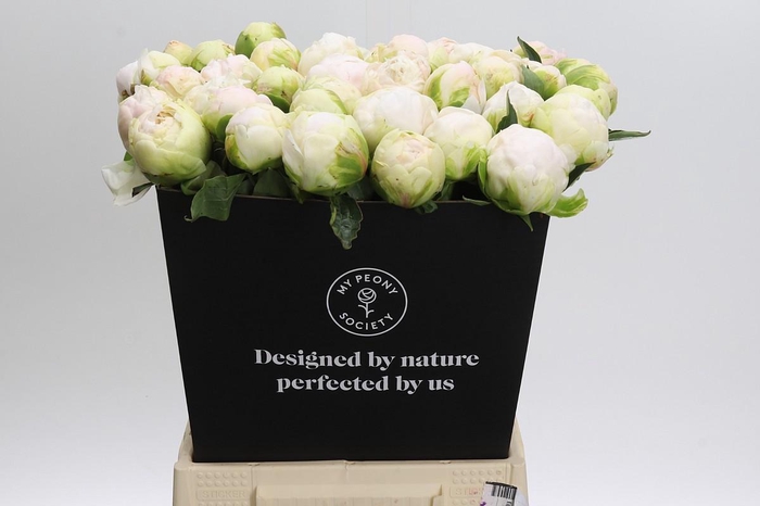 <h4>Paeonia Moon over Barrington</h4>