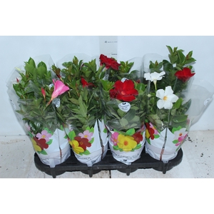 DIPLADENIA P15