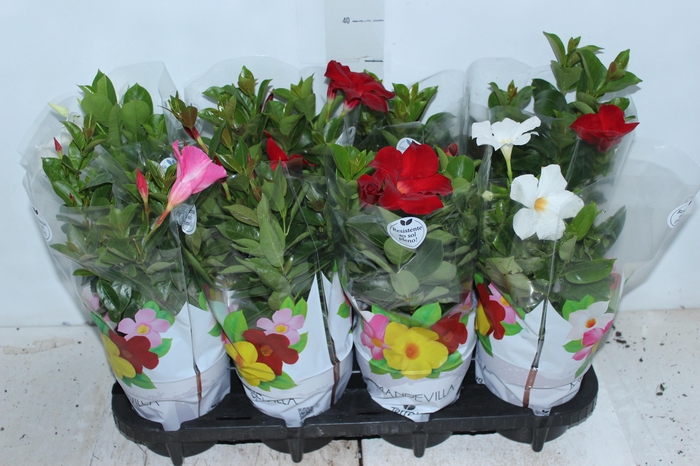 <h4>DIPLADENIA P15</h4>