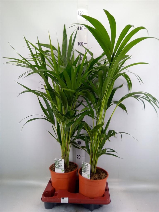 <h4>Howea forsteriana</h4>