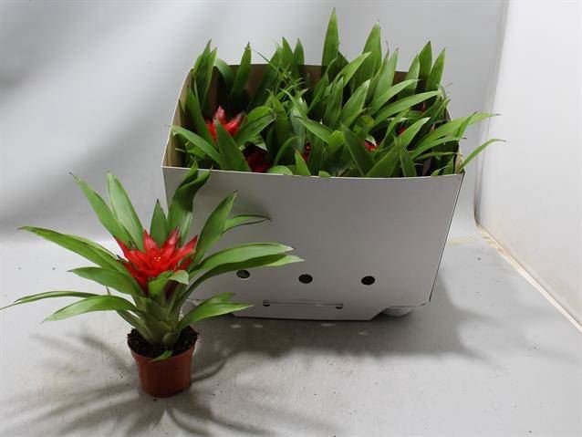 <h4>Guzmania  'Blitz'</h4>