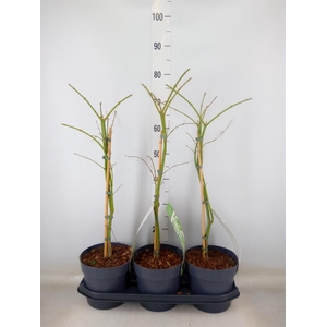 Acer palmatum 'Dissectum'