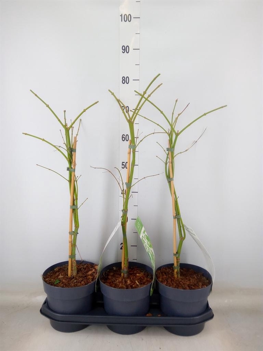 <h4>Acer palmatum 'Dissectum'</h4>