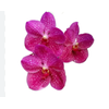 FLOR DE VANDA PINK