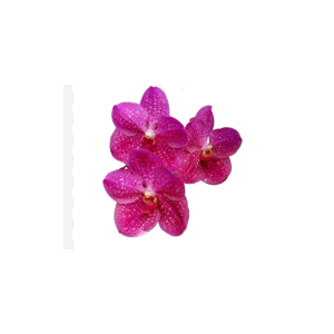 FLOR DE VANDA PINK
