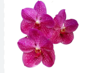 FLOR DE VANDA PINK