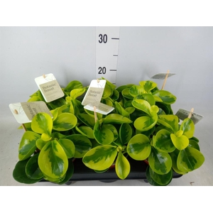 Peperomia obt. 'Obtipan'