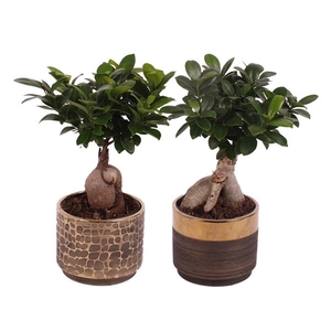 Ficus m. Ginseng Ball Shape Ø12cm in Ø13cm Ceramic PL568