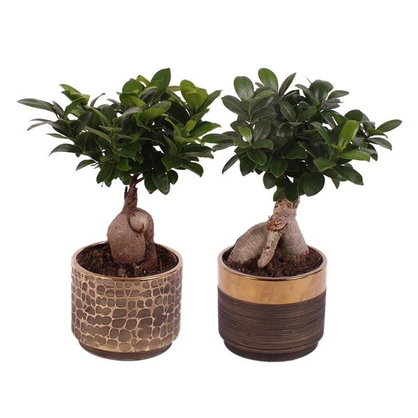 <h4>Ficus m. Ginseng Ball Shape Ø12cm in Ø13cm Ceramic PL568</h4>