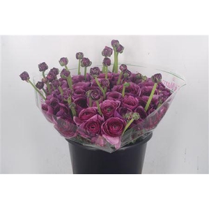 Ran.. Su Renoir Extra