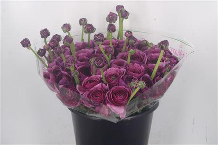 Ran.. Su Renoir Extra