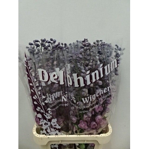 Delphinium Du Dewi Melody