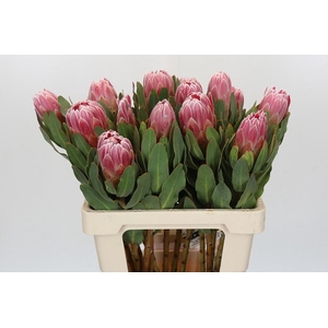 Protea Carnival
