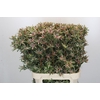 Leucadendron Ayoba Star Pearl
