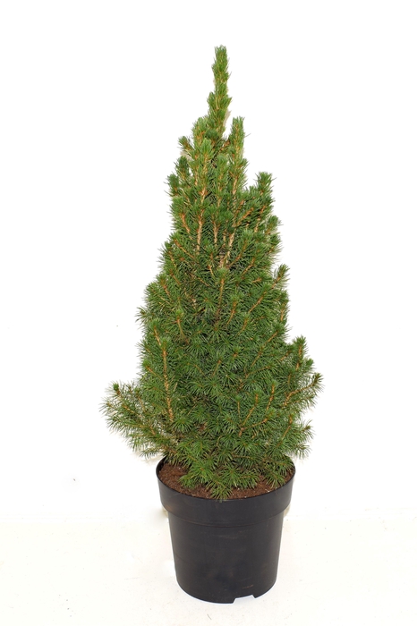 <h4>Picea glauca December 65-70cm</h4>