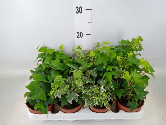 <h4>Hedera   ...mix</h4>