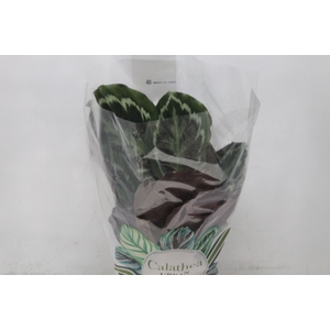 CALATHEA MEDALLION P17