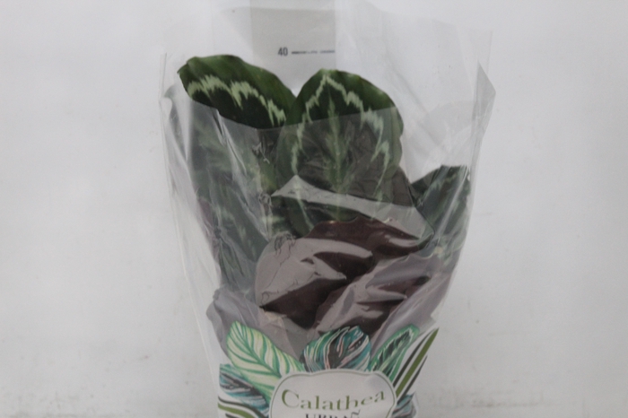 <h4>CALATHEA MEDALLION P17</h4>
