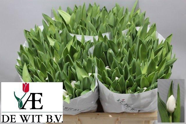 <h4>TU EN ROYAL VIRGIN</h4>