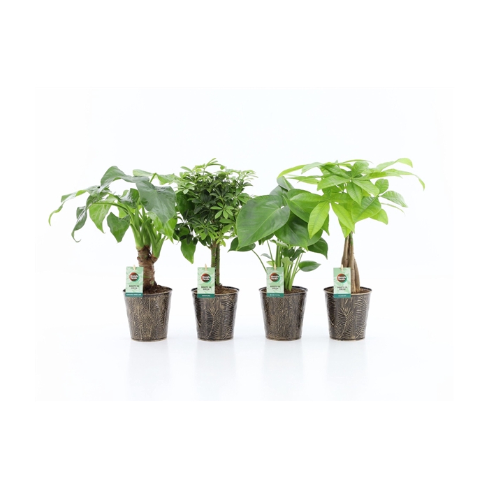 <h4>Jungle Mix in Iron-Leaf</h4>