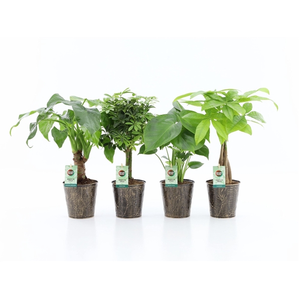Jungle Mix in Iron-Leaf
