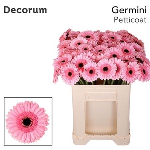 Ge Mi Petticoat