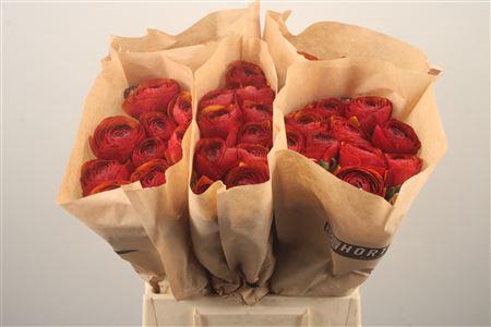 <h4>Ran Fr Su Brown</h4>