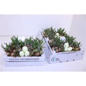 ARR MUSCARI