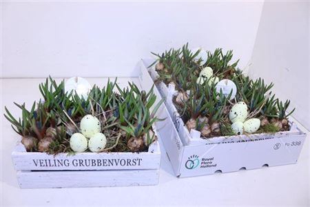 <h4>ARR MUSCARI</h4>