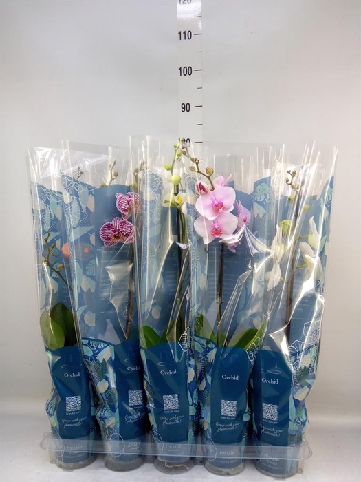 <h4>Phalaenopsis   ...mix  5</h4>