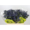 Eryngium Magical Blue Lagoon