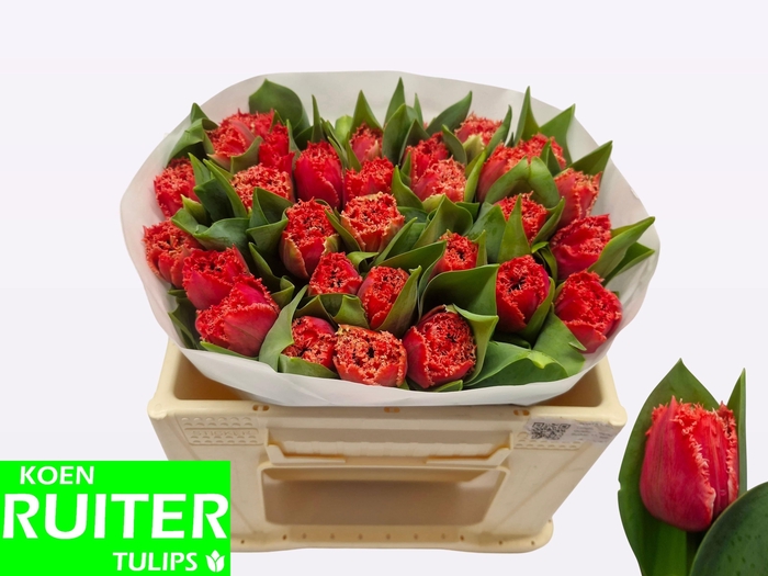 <h4>TU FR BENDIGO</h4>