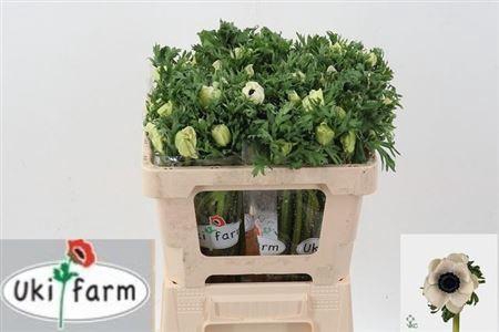 <h4>Anem Co Galil Wit</h4>